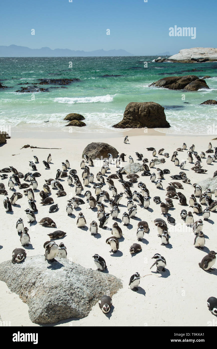 Afrikanische Pinguine am Boulders Beach in Kapstadt, Südafrika Stockfoto