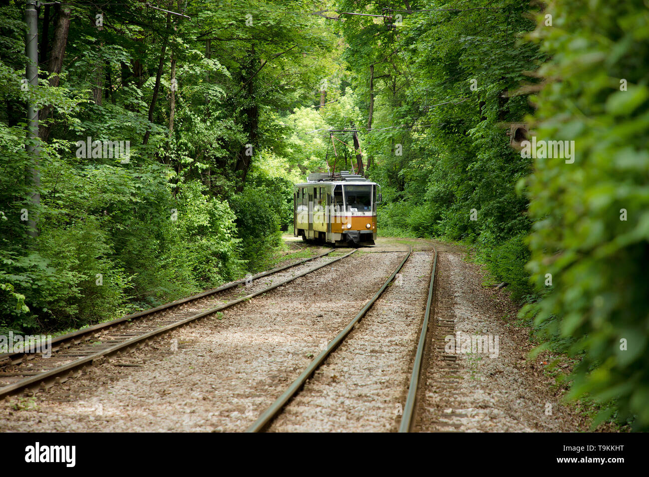 Gelbe bulgarischen Zug fährt durch dichten grünen Wald in der Hauptstadt von Bulgarien, Sofia. Stockfoto