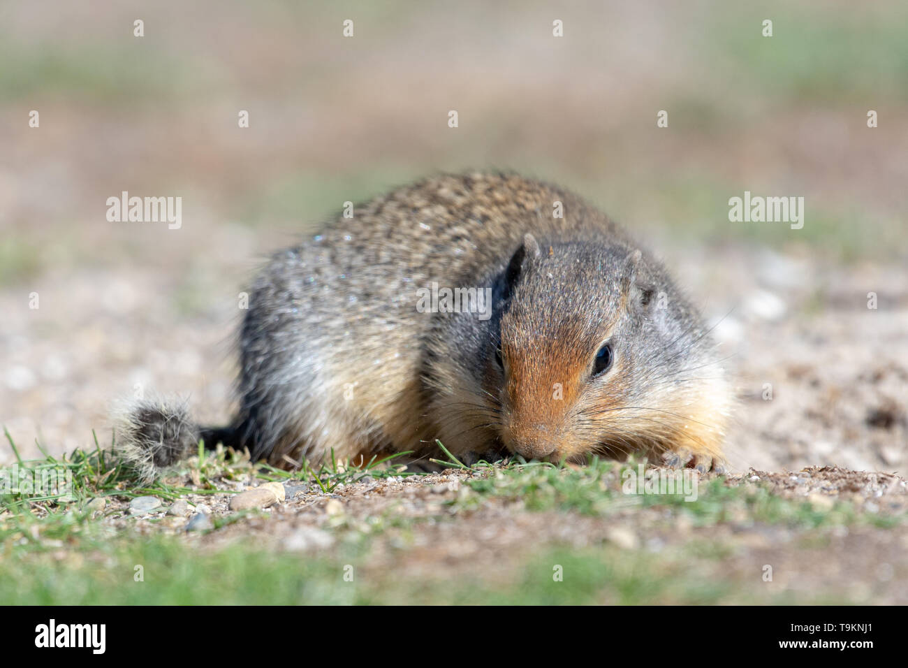Ein kolumbianischer Erdhörnchen (Urocitellus columbianus) sucht nach Nahrung in der Nähe seiner Wohnung im Gras. Stockfoto