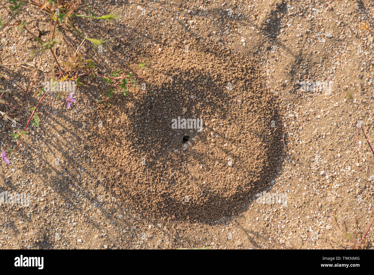 Ant Loch im Boden Stockfoto