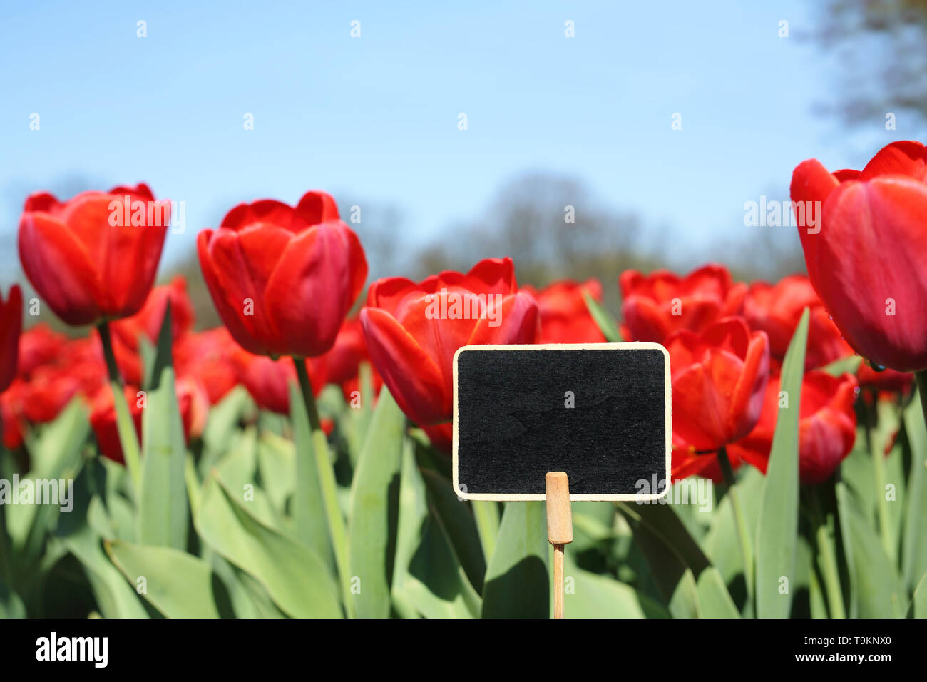 Ein Patch der Tulpen. Frühling im Garten, blühende Blumen. Eine Komposition in den Garten mit einem Schild auf den Text Stockfoto