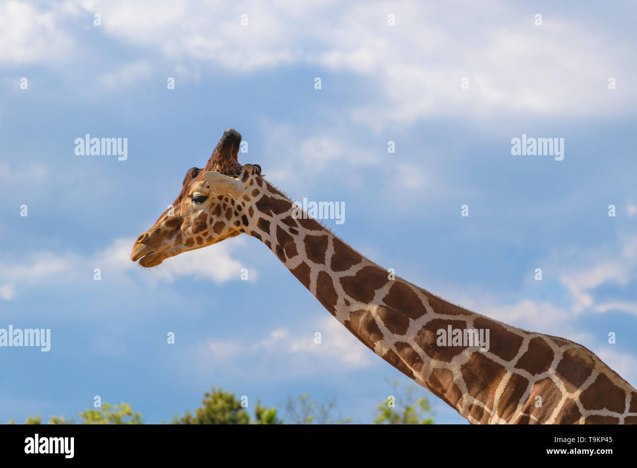 Giraffe (Rothschild Giraffe Giraffa Camelopardalis, VICTORIAE) Portrait gegen den blauen Himmel Stockfoto