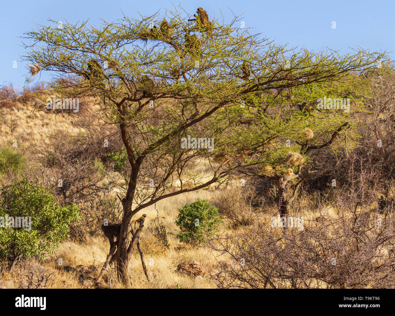 Olivenöl Paviane Papio Anubis auf Ästen Stamm von Thorn Tree blauen Himmel Landschaft gelben Buschland Samburu National Reserve Kenia Ostafrika Stockfoto