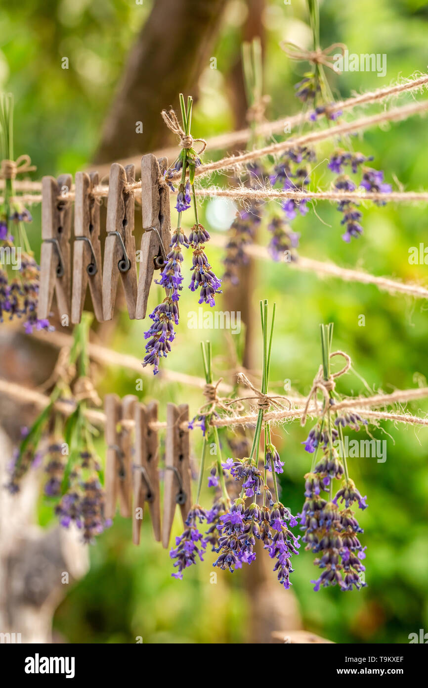 Homegrown und frischem Lavendel Trocknen im Sommer Garten Stockfoto