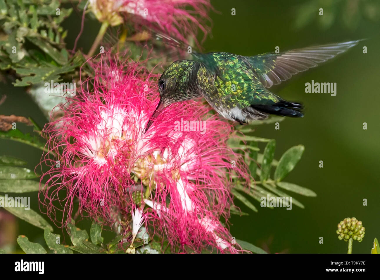 White-chested Smaragd, Agyrtria brevirostris, Kolibri, Fütterung auf Nektar von Puder-hauch Blume, Calliandra inaequilatera, Asa Wright Nature Rese Stockfoto
