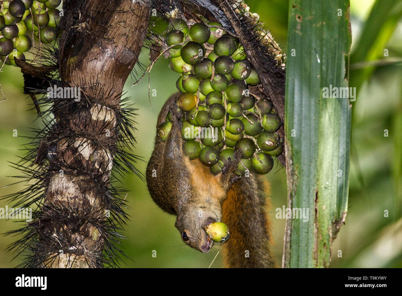 Red-tailed Squirrel, Sciurus granatensis, essen Kaffeebohnen, Tobago, Trinidad und Tobago Stockfoto