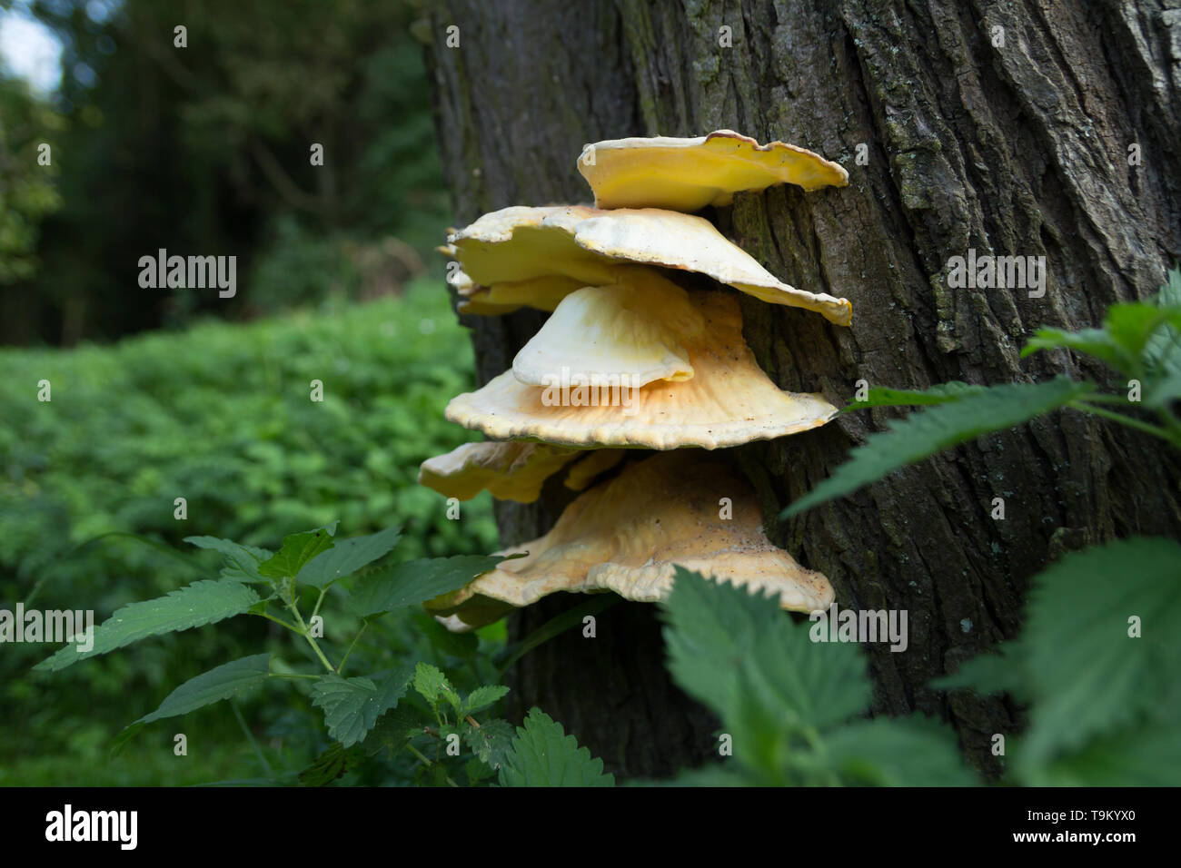 Pilze wachsen auf Baum Stockfoto