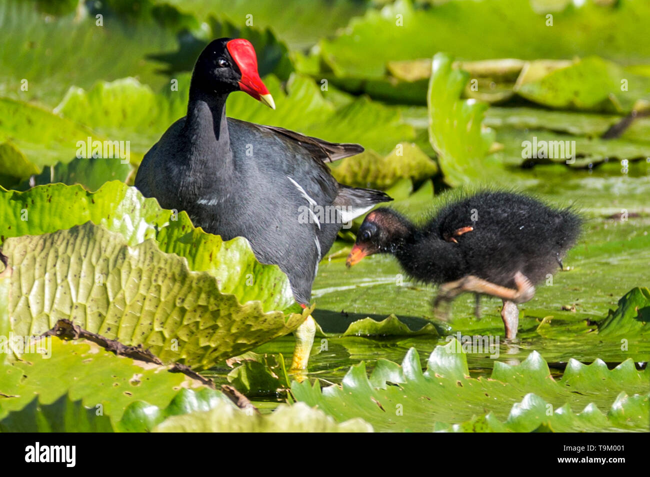 Mutter und chick, gemeinsame Sumpfhuhn oder Gallinule, Gallinula ...