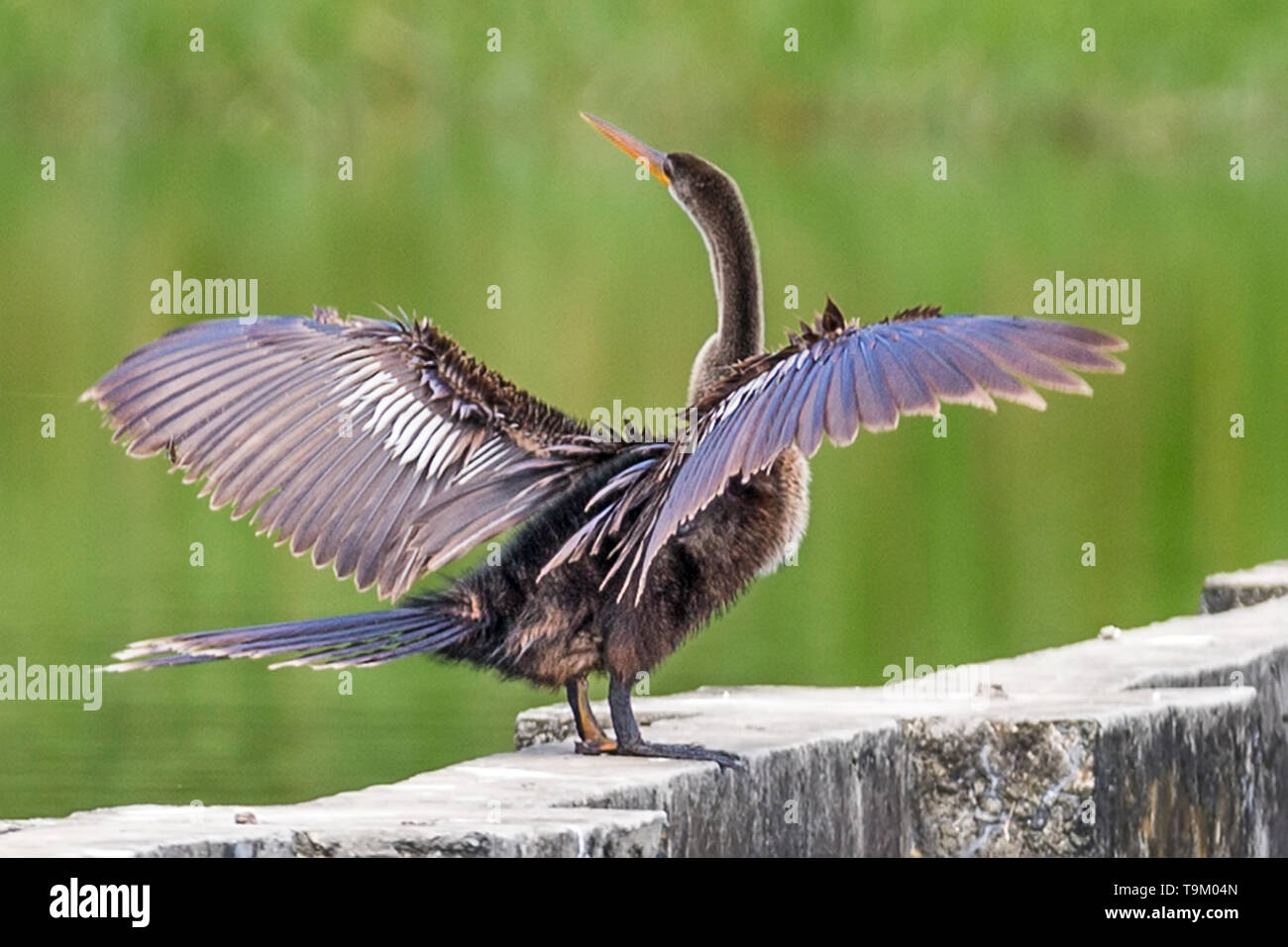 , Anhinga Anhinga anhinga, aka snakebird, darter, amerikanische Schlangenhalsvogel, Wasser Türkei, Tobago, Trinidad und Tobago. Auf Teich Wand, Trocknen außerhalb Stockfoto