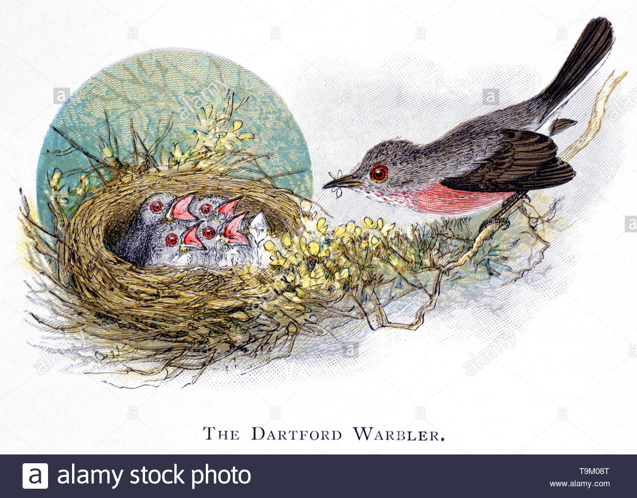 Dartford Warbler (Sylvia undata) am Nest mit Küken, vintage Abbildung im Jahr 1898 veröffentlicht. Stockfoto