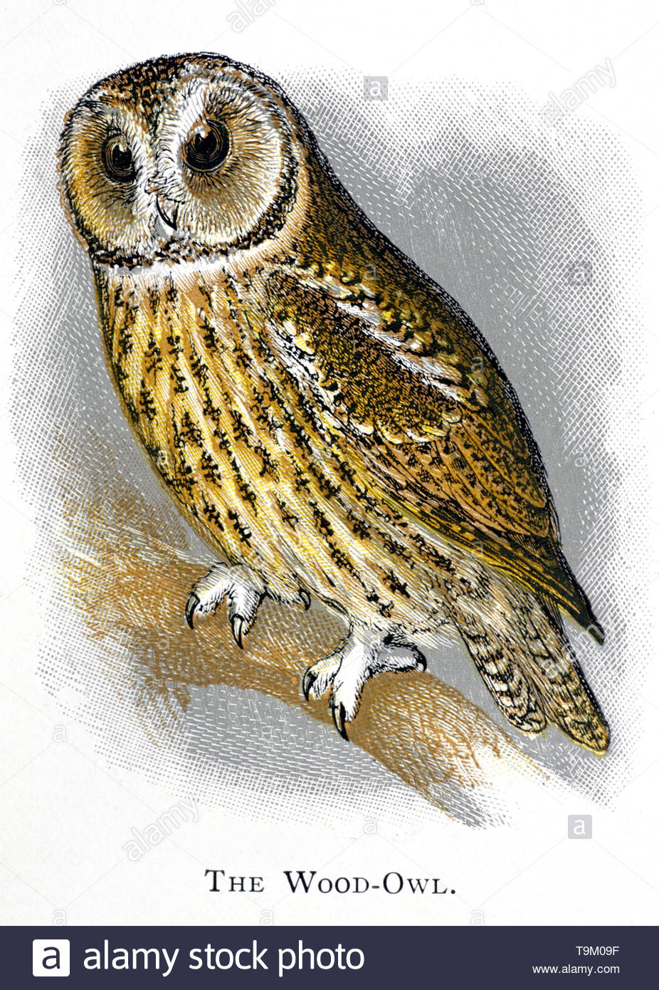 Holz Eule oder Tawny Owl (Strix aluco), vintage Abbildung im Jahr 1898 veröffentlicht. Stockfoto