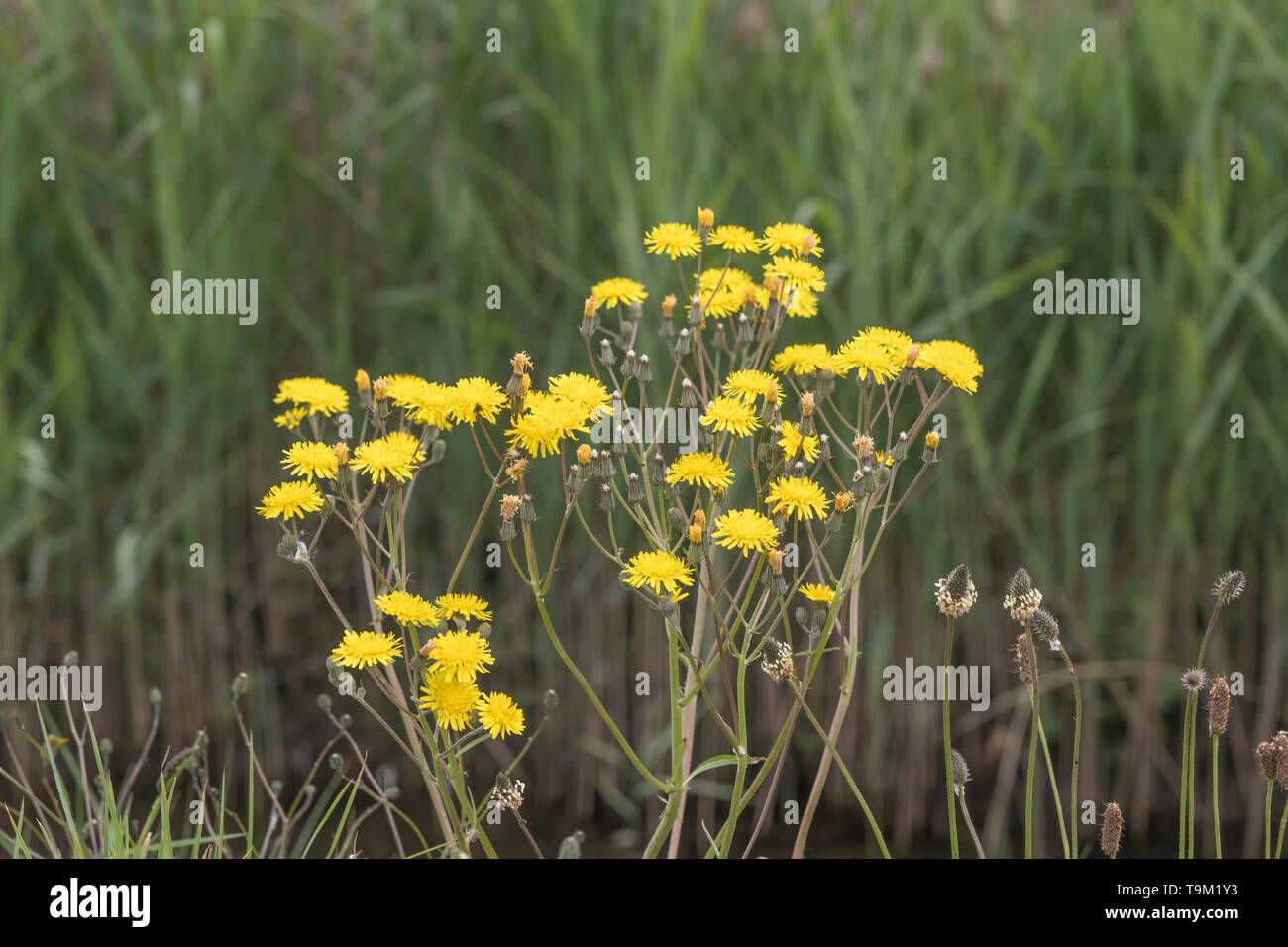 Gelbe Blumen der Asteraceae/Compositae Arten. Gedanken zu grobe Hawksbeard/Crepis biennis. Siehe die Zusätzlichen Anmerkungen Stockfoto