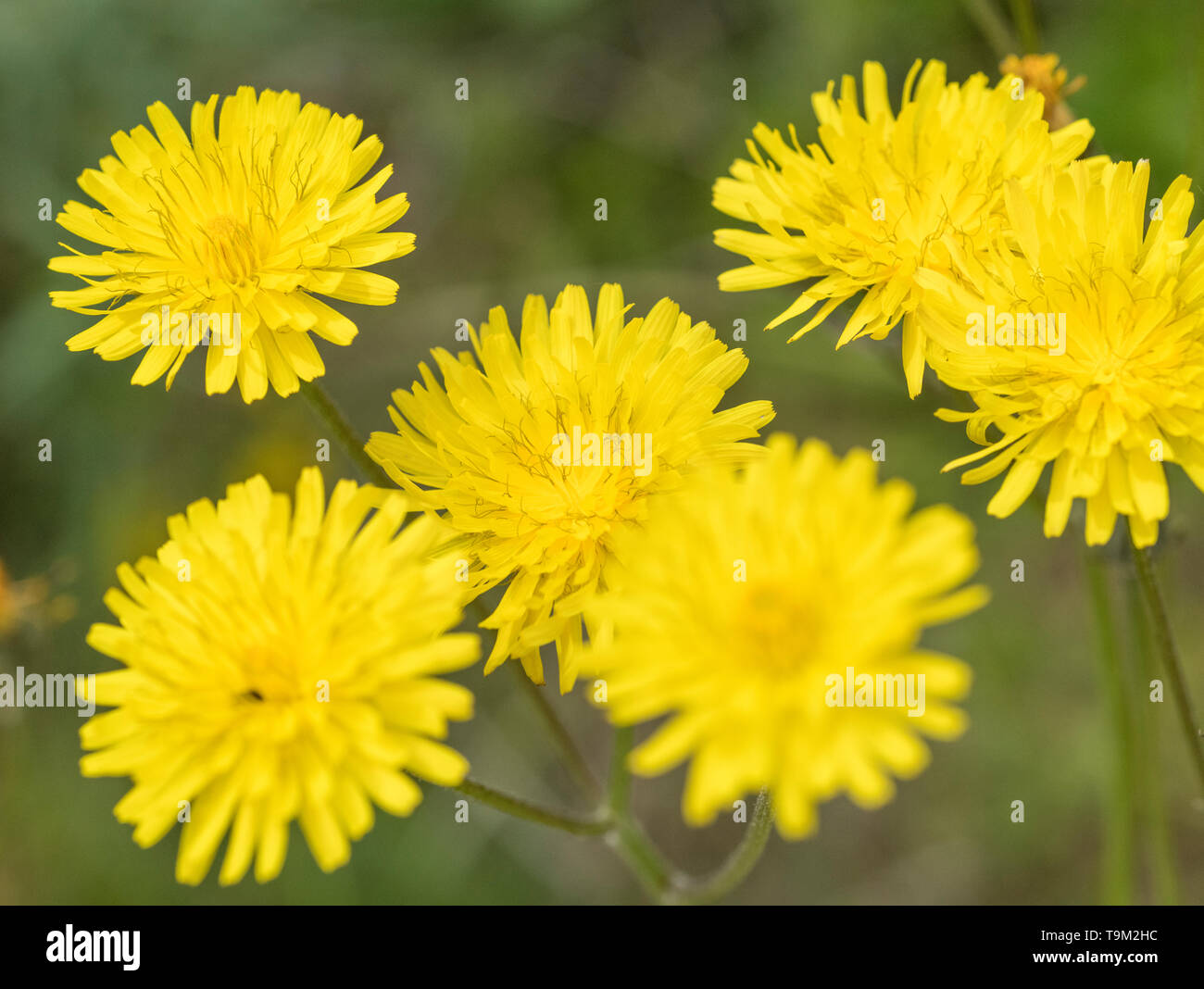 Gelbe Blumen der Asteraceae/Compositae Arten. Gedanken zu grobe Hawksbeard/Crepis biennis. Siehe die Zusätzlichen Anmerkungen Stockfoto