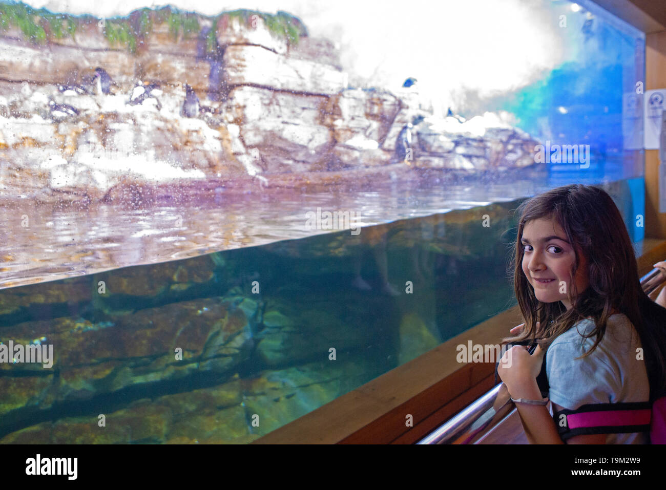 Das kaukasische Kind ist glücklich und begeistert im Aquarium von Valencia Beim Blick auf Pinguine Stockfoto