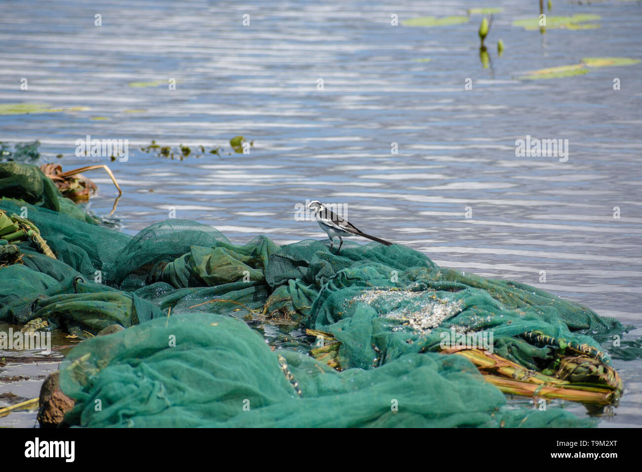 Ein Detail eines Netzes von einer ehemaligen Moskitonetz in einem See am Rande eines Dorfes in Malawi verwendet werden Stockfoto