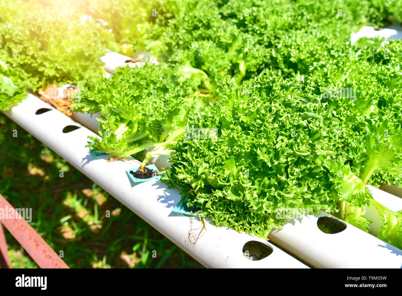 Organische grünes Gemüse an Hydroponic Vegetable Farm Stockfoto