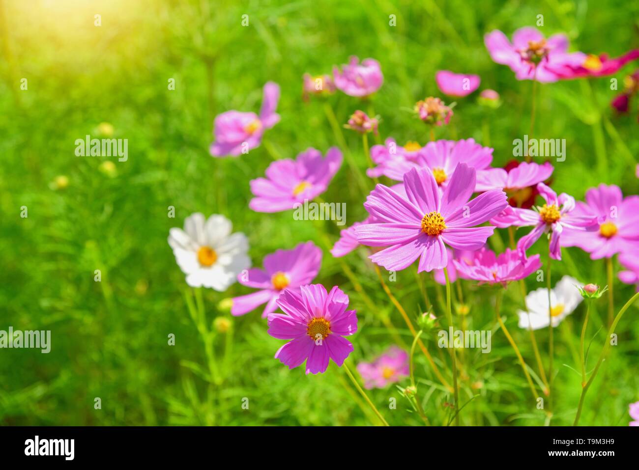 Schöne rosa Cosmos Blumen im grünen Bereich Stockfoto
