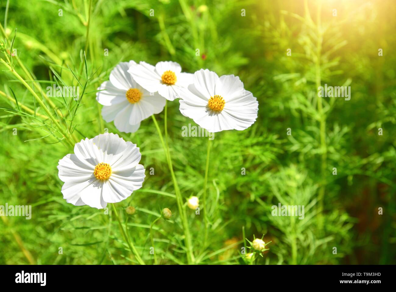 Nahaufnahme Blick auf die weissen Cosmos Blumen in einem Garten Stockfoto