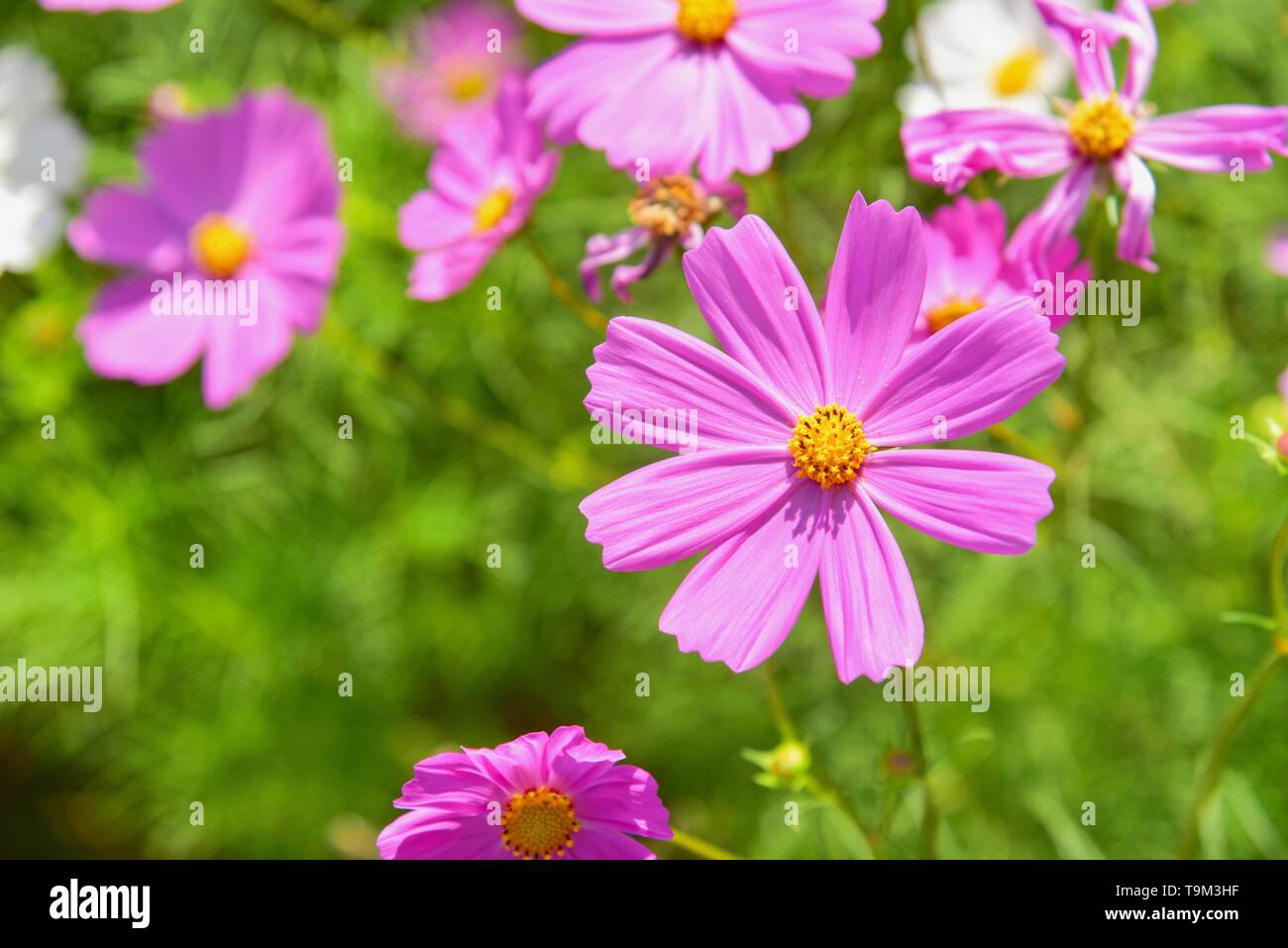 Blühende Rosa Cosmos Blumen an Jim Thompson Farm Stockfoto
