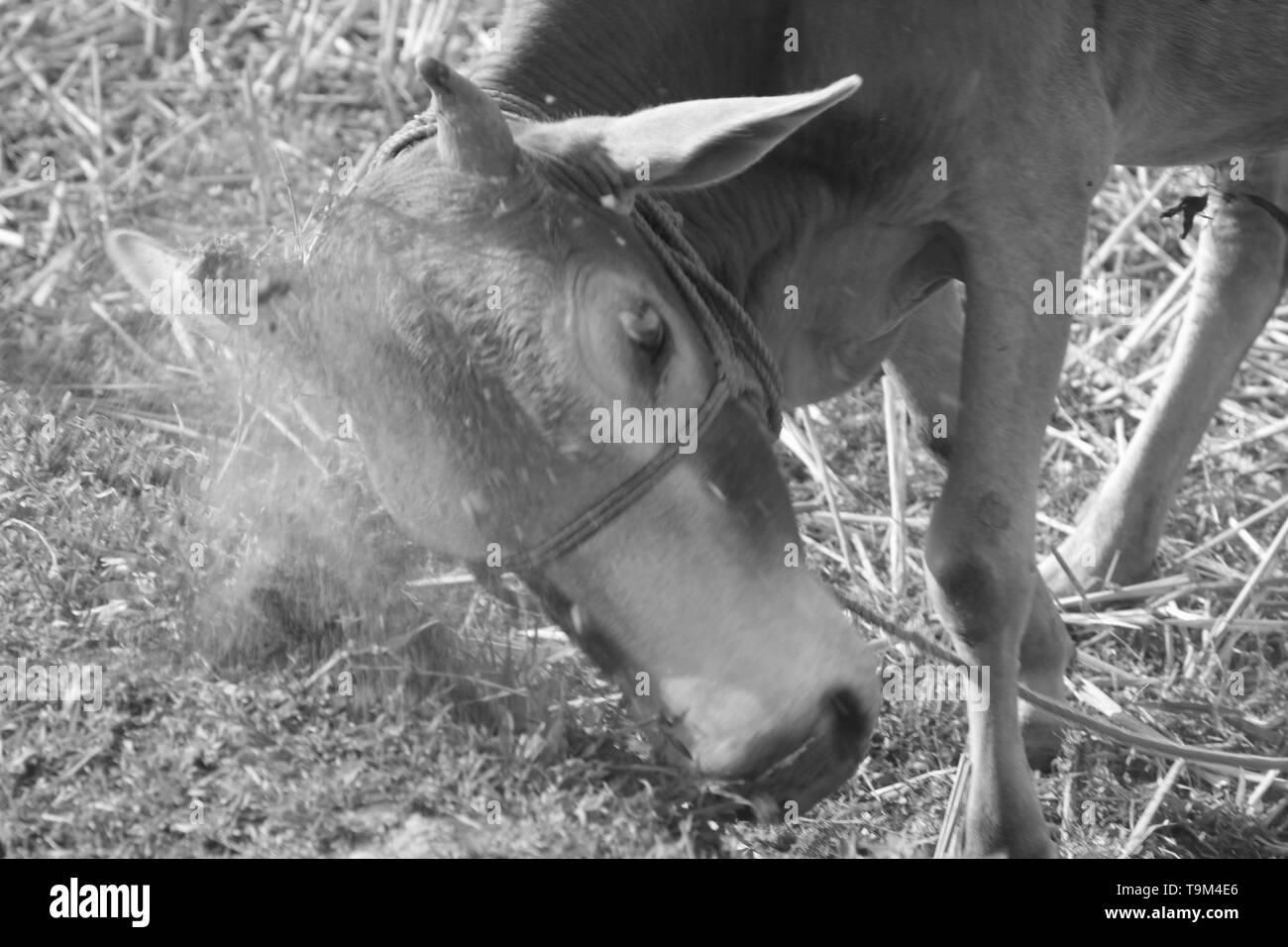 Die Kuh schlug die eingereicht Stockfoto