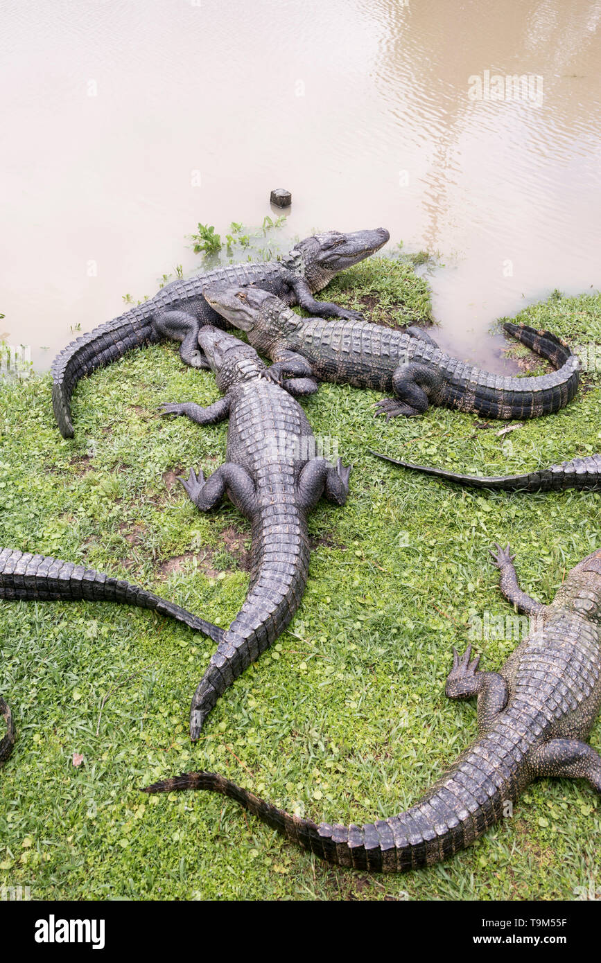 Alligatoren in einer Zuflucht in Beaumont, Texas Stockfoto