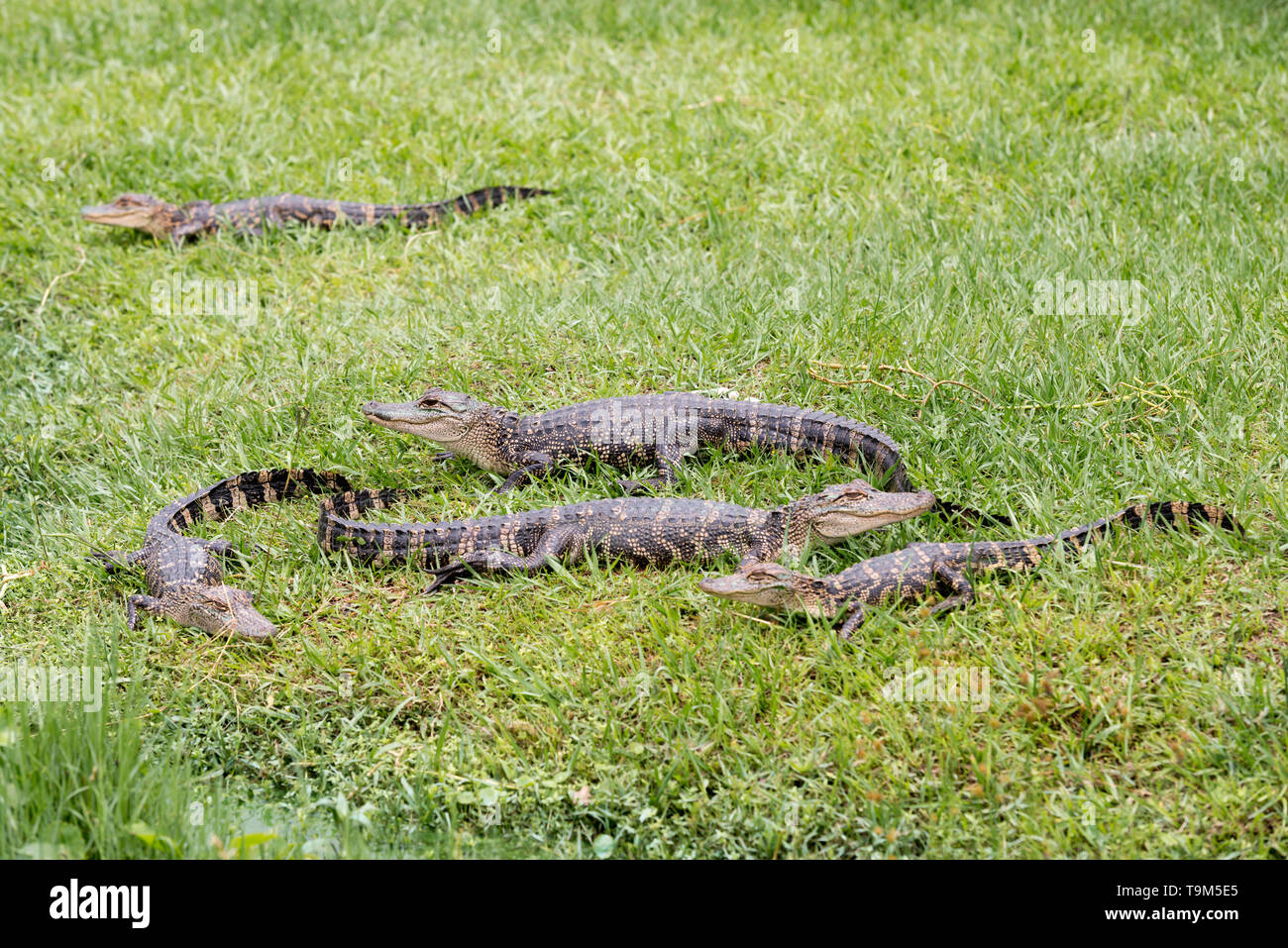 Alligatoren in einer Zuflucht in Beaumont, Texas Stockfoto