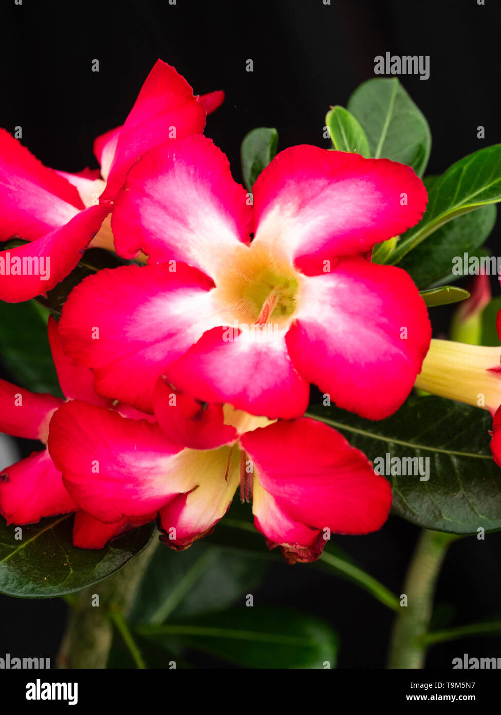 White throated roten Blüten der Sukkulente Zimmerpflanze, adeniums obesum 'Fun', das Desert Rose Stockfoto
