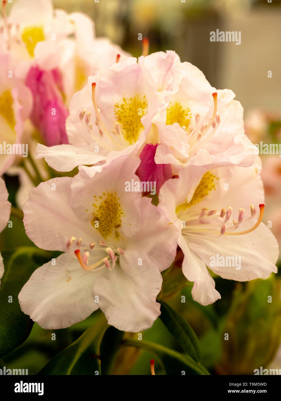 Große Blüten der späten Frühling rosa gespült weißen Blüten der Catawba rosebay Sorte, Rhododendron catawbiense "Album" Stockfoto