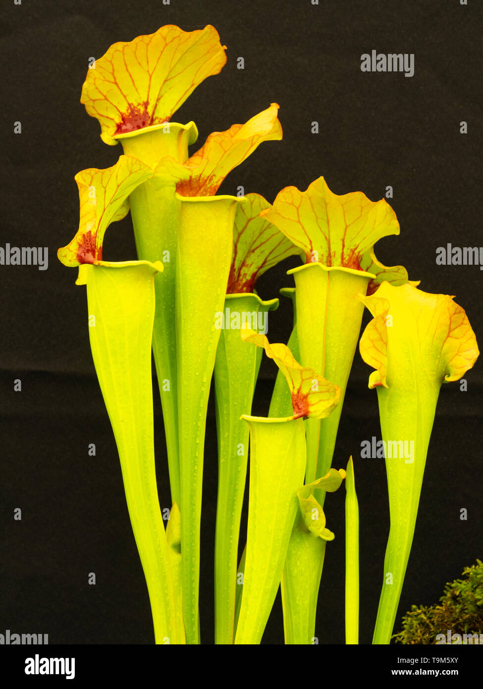 Hoch die Krüge mit rot geäderten Hauben der fleischfressenden Amerikanischen Kannenpflanze, Sarracenia x catesbaei 'Goldenen Adler' Stockfoto