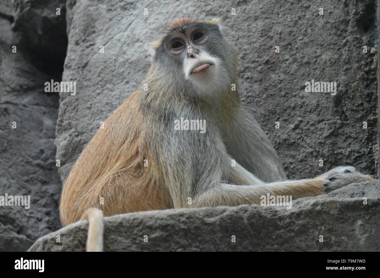 Affe Aufm Schleifstein