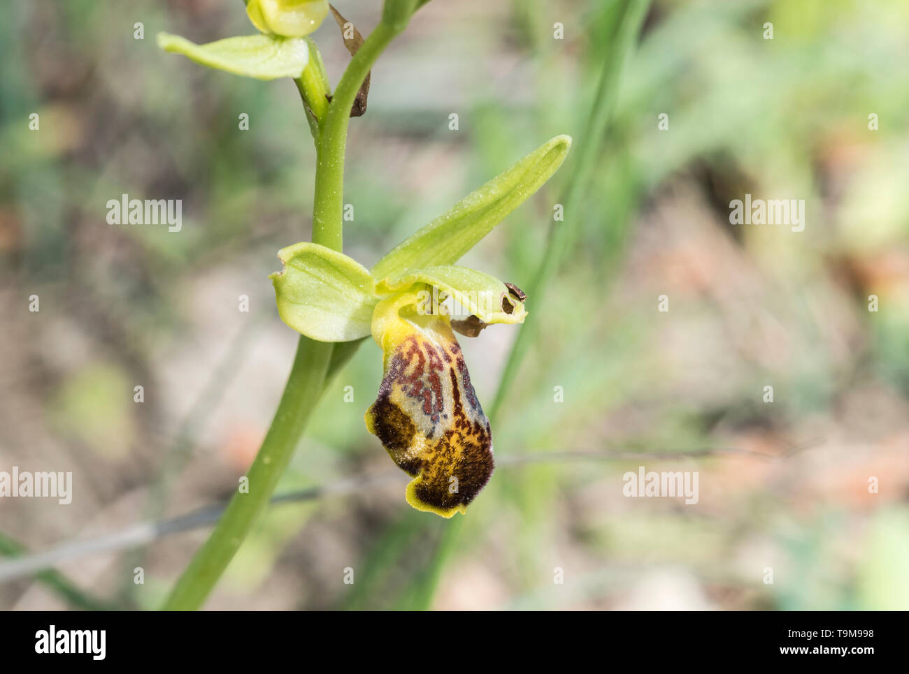 Blume der Orchidee Ophrys leucadica Stockfoto