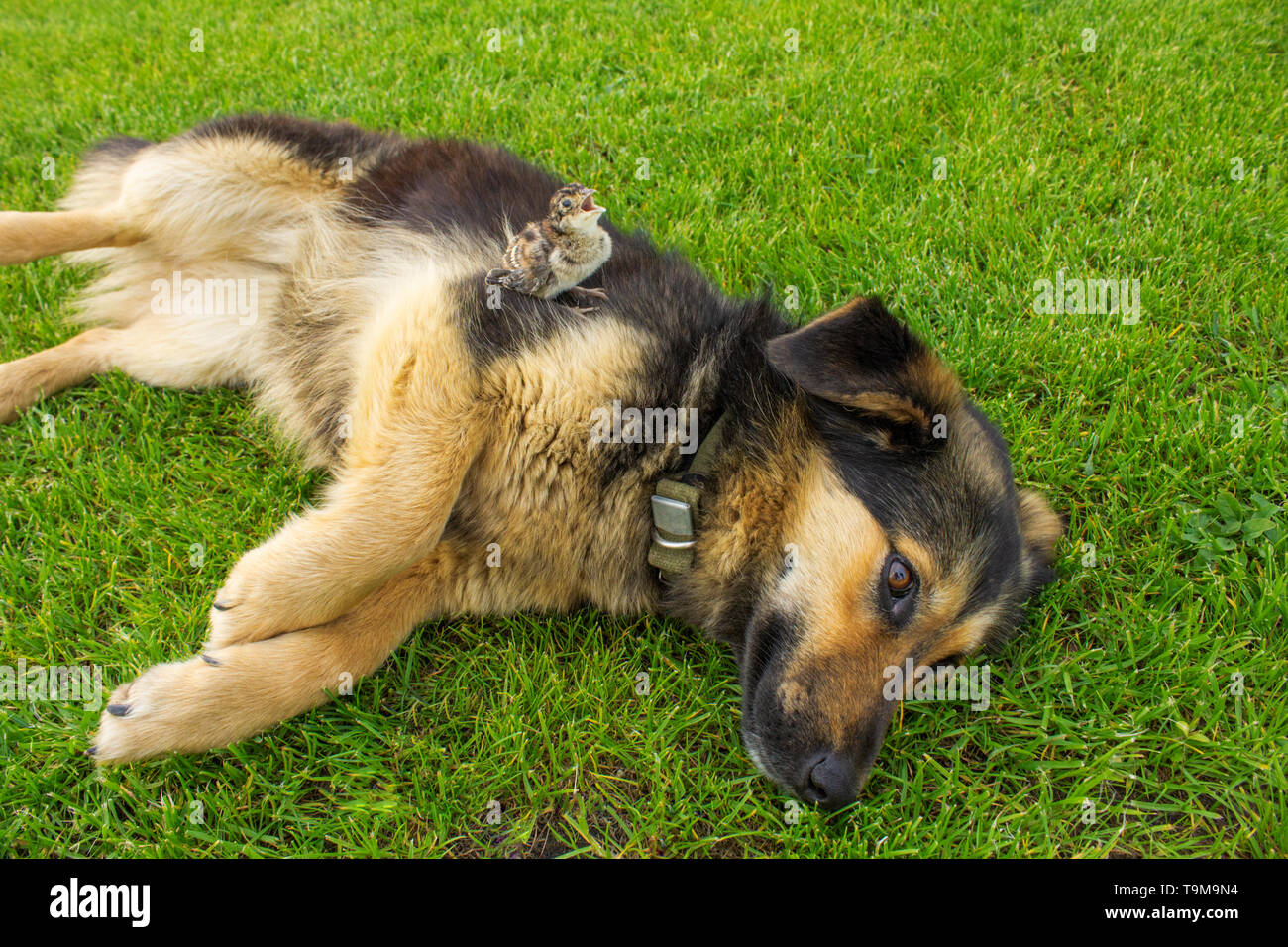 Hund und Vogel. Fasan Küken, sitzend auf einem Hund. Die Freundschaft zwischen den Tieren. Stockfoto