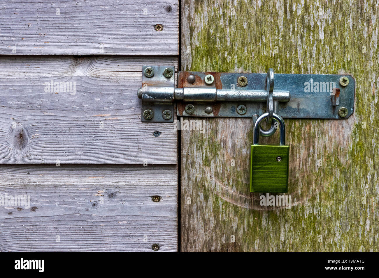 Grün Metall hohe Sicherheit Vorhängeschloss und Schraube Sicherung Holzschuppen Tür Stockfoto