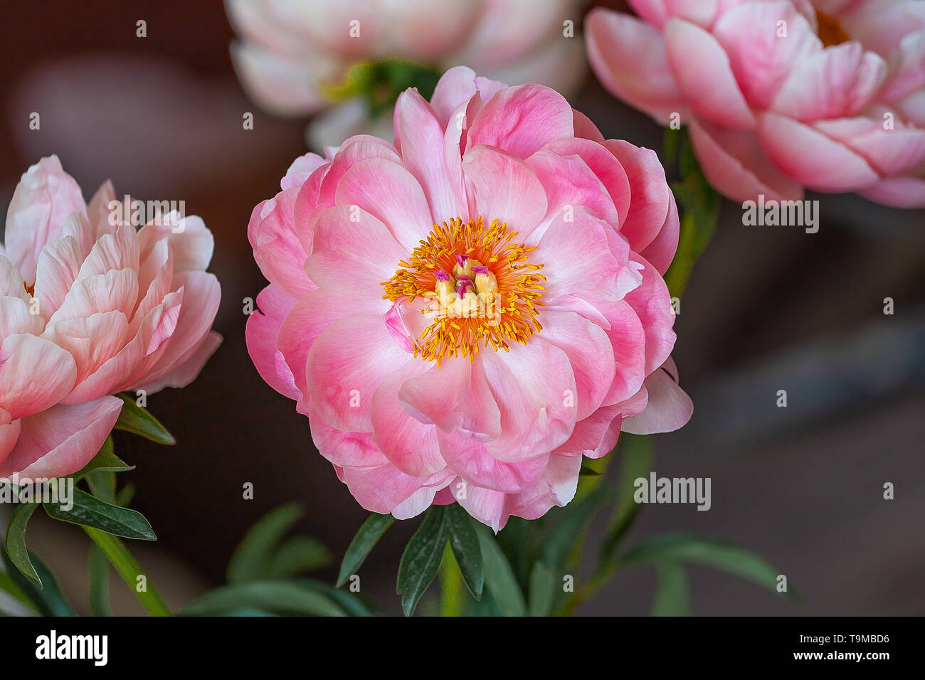 Rosa pfingstrose Blumen, close-up Stockfoto