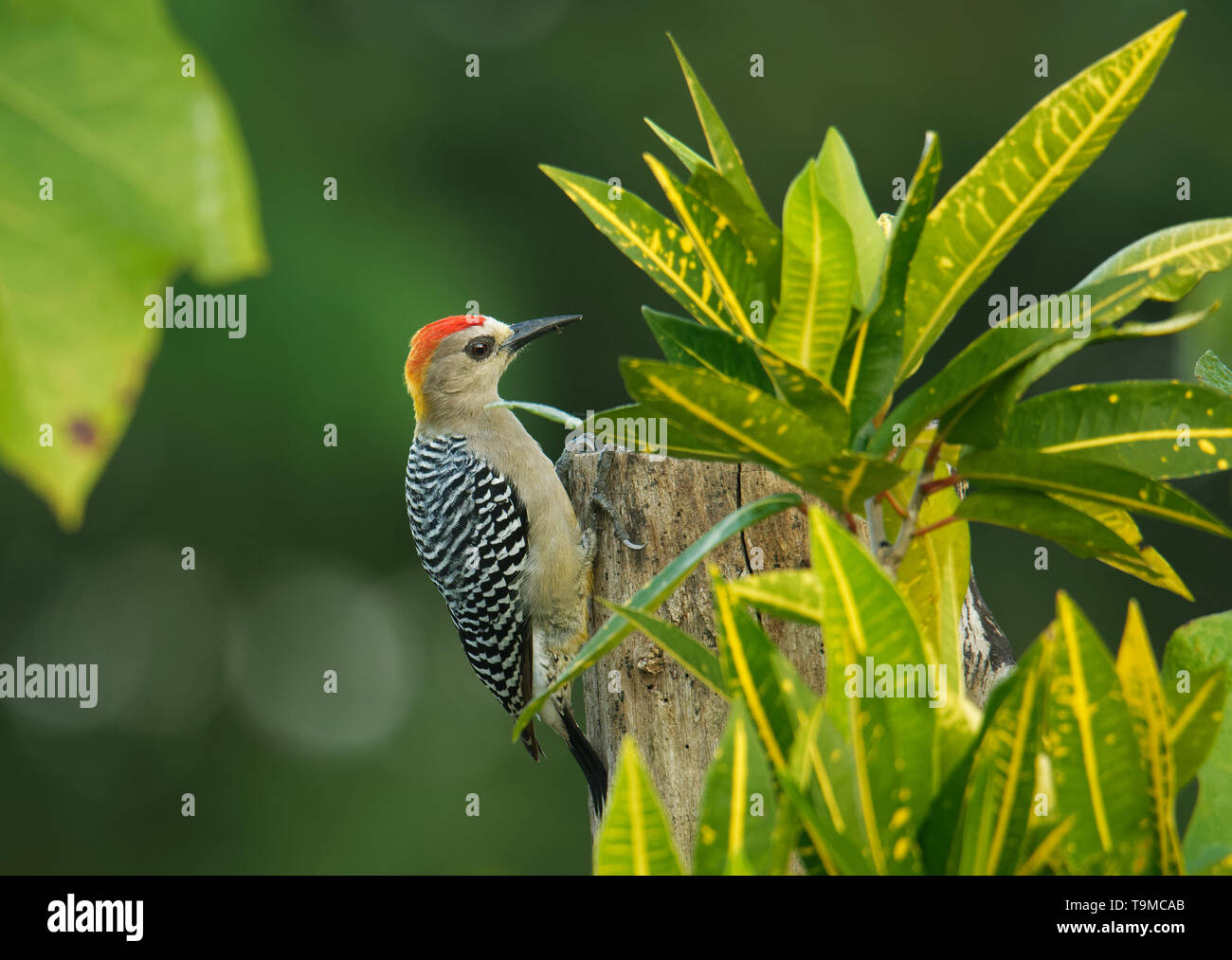 Hoffmanns Specht - Melanerpes hoffmannii resident Zucht Vogel aus südlichen Honduras im Süden an Costa Rica. Es ist eine häufige Arten auf dem Pazifik Stockfoto