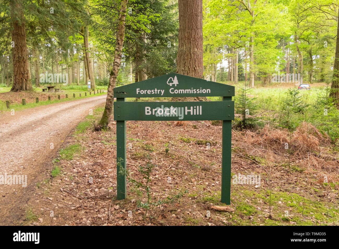 Holz- grüne Wegweiser für Brock Hügel, der in den New Forest, Hampshire, England, Großbritannien Stockfoto