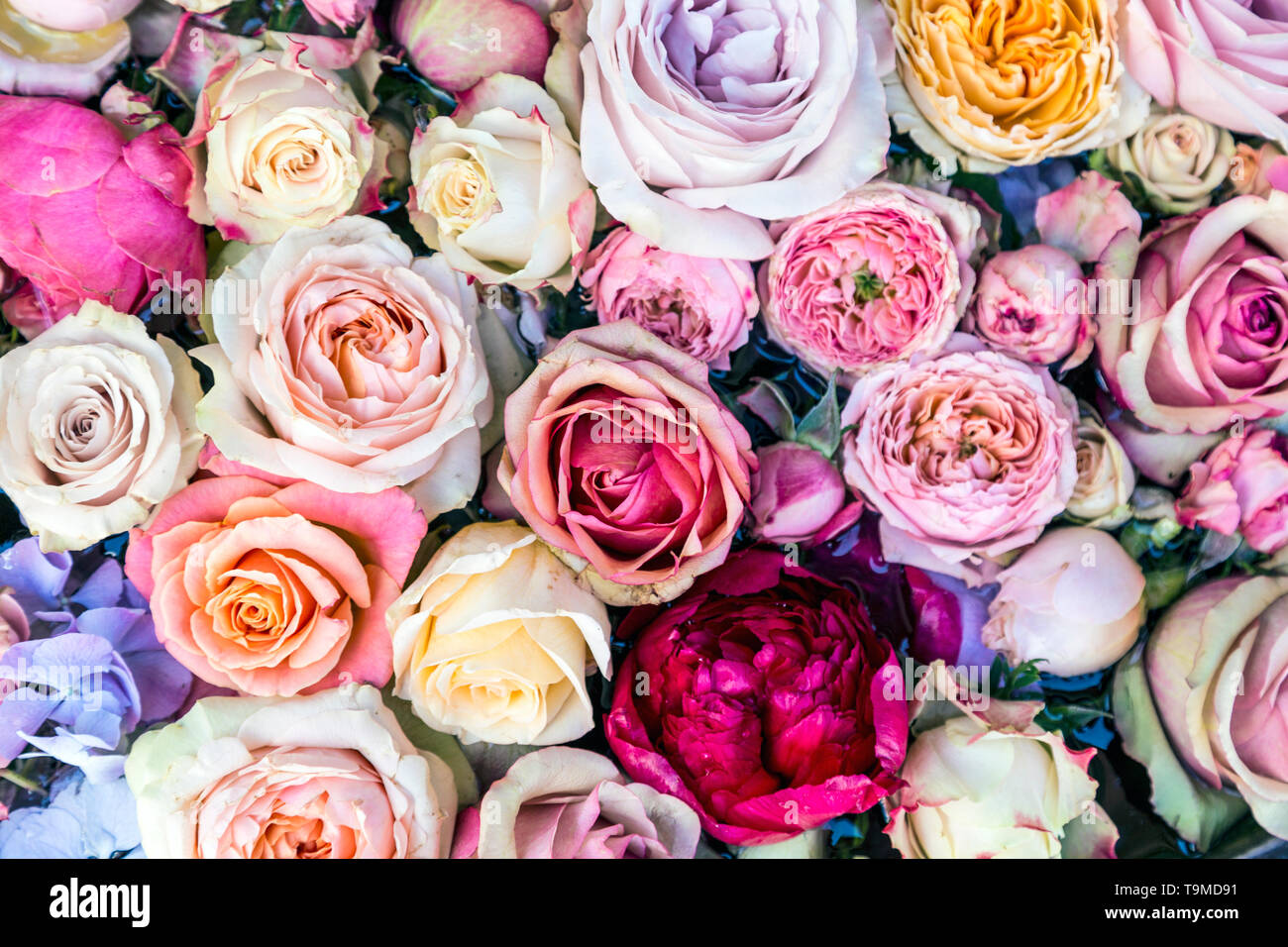 Hintergrund der rosafarbenen und weißen Rosen Stockfoto