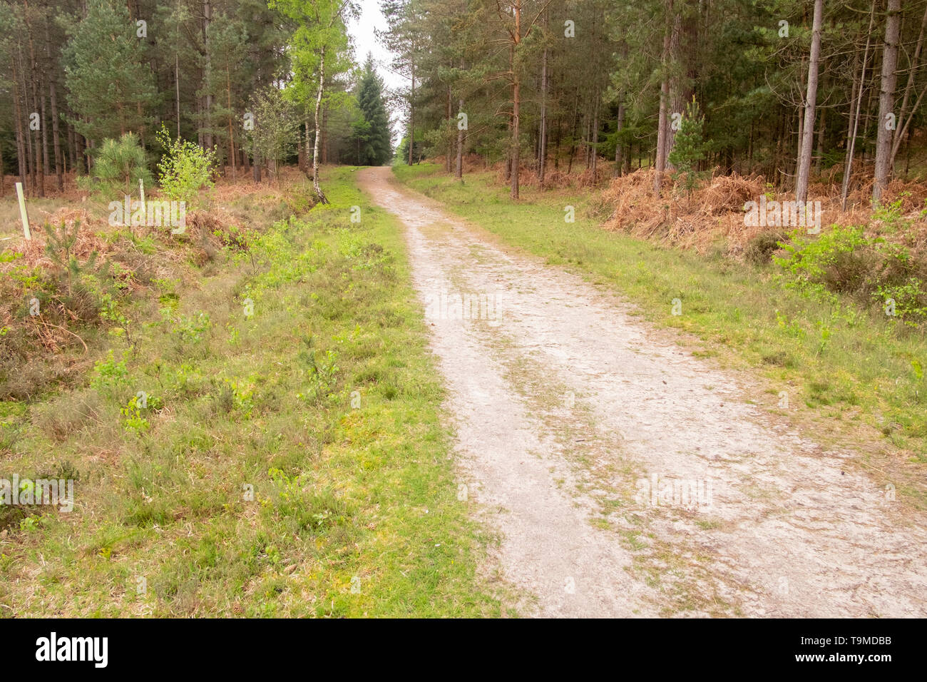Anschluss durch die Wälder in der alten New Forest, Hampshire, England, Großbritannien Stockfoto
