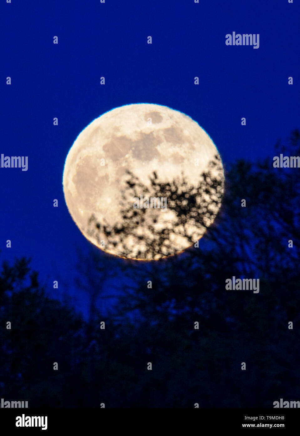 Voller Blume Mond über Rocky Mountains, Salida, Colorado, USA Stockfoto