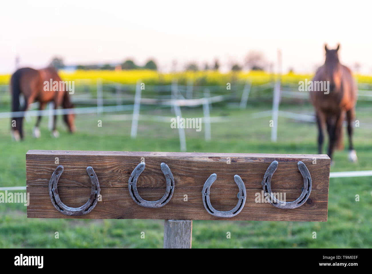 Pferd ohne Hufeisen auf der Koppel während des Sonnenuntergangs. 4 Hufeisen, montiert auf einem Holzbrett könnte als Dekoration verwendet werden. Stockfoto