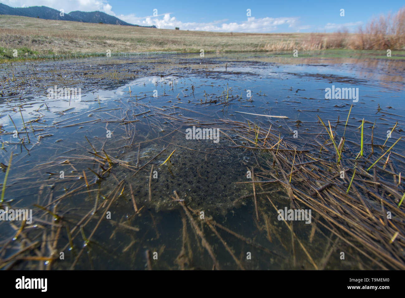 Eine Eiermasse aus dem Northern Leopard Frog (Lithobates pipiens), fotografiert in Jefferson County, Colorado, USA. Stockfoto
