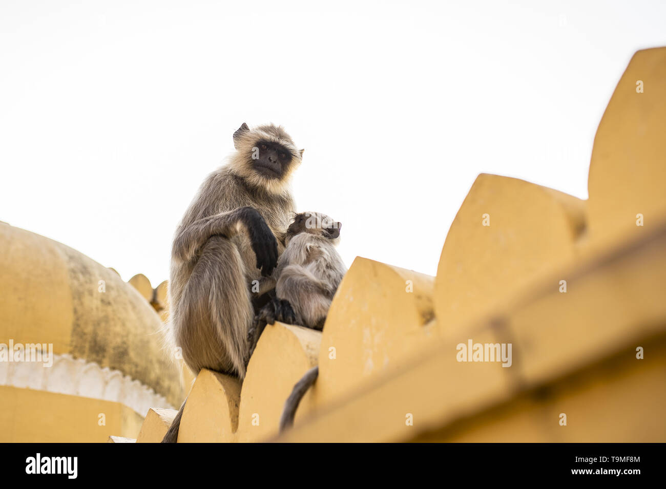 Ein graues langur Affe ist der Pflege ihr Sohn auf einem Tempel in Jaipur sitzen. Grau Langurs sind eine Gruppe der Altweltaffen native auf dem indischen Subkontinent Stockfoto