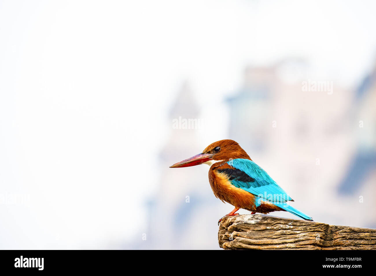 Blick auf einen wunderschönen tropischen Eisvogel Vogel mit bunten Gefieder, große Köpfe, lange, scharfe, spitze Rechnungen und kurze Beine. Stockfoto