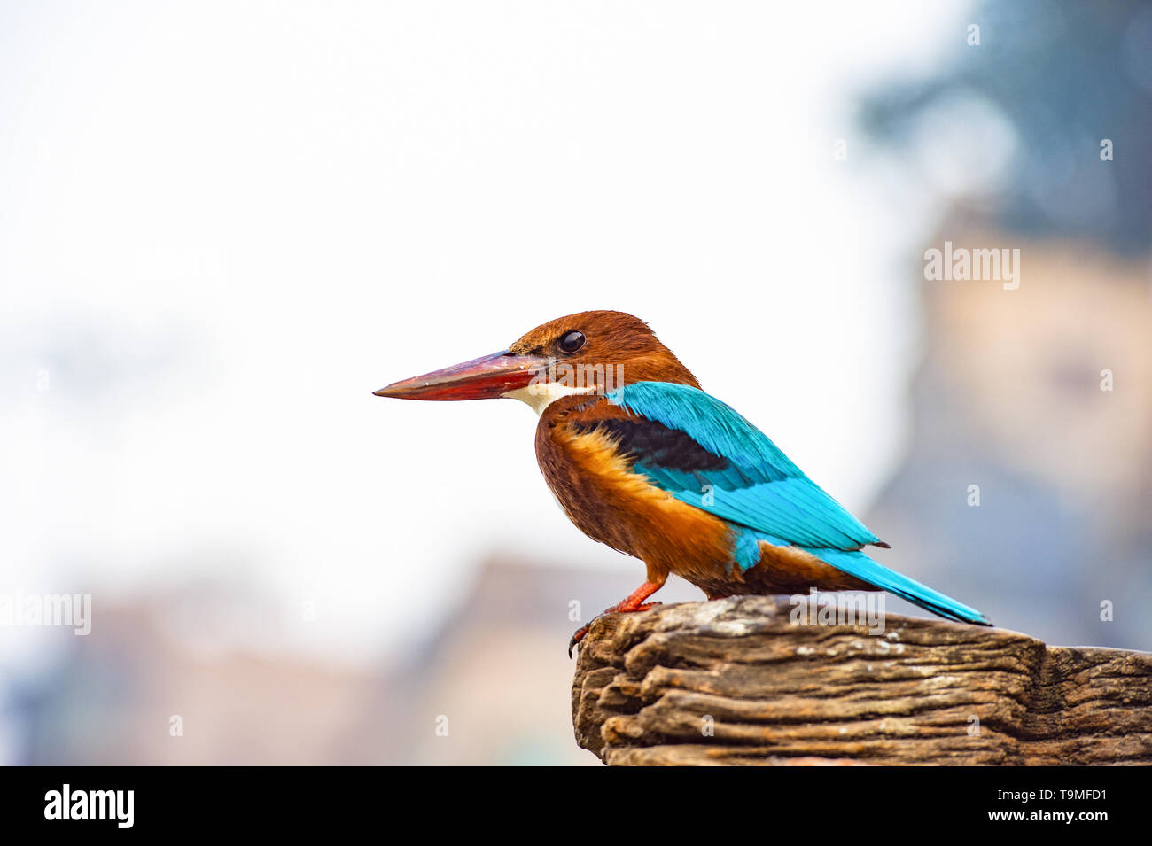 Blick auf einen wunderschönen tropischen Eisvogel Vogel mit bunten Gefieder, große Köpfe, lange, scharfe, spitze Rechnungen und kurze Beine. Stockfoto