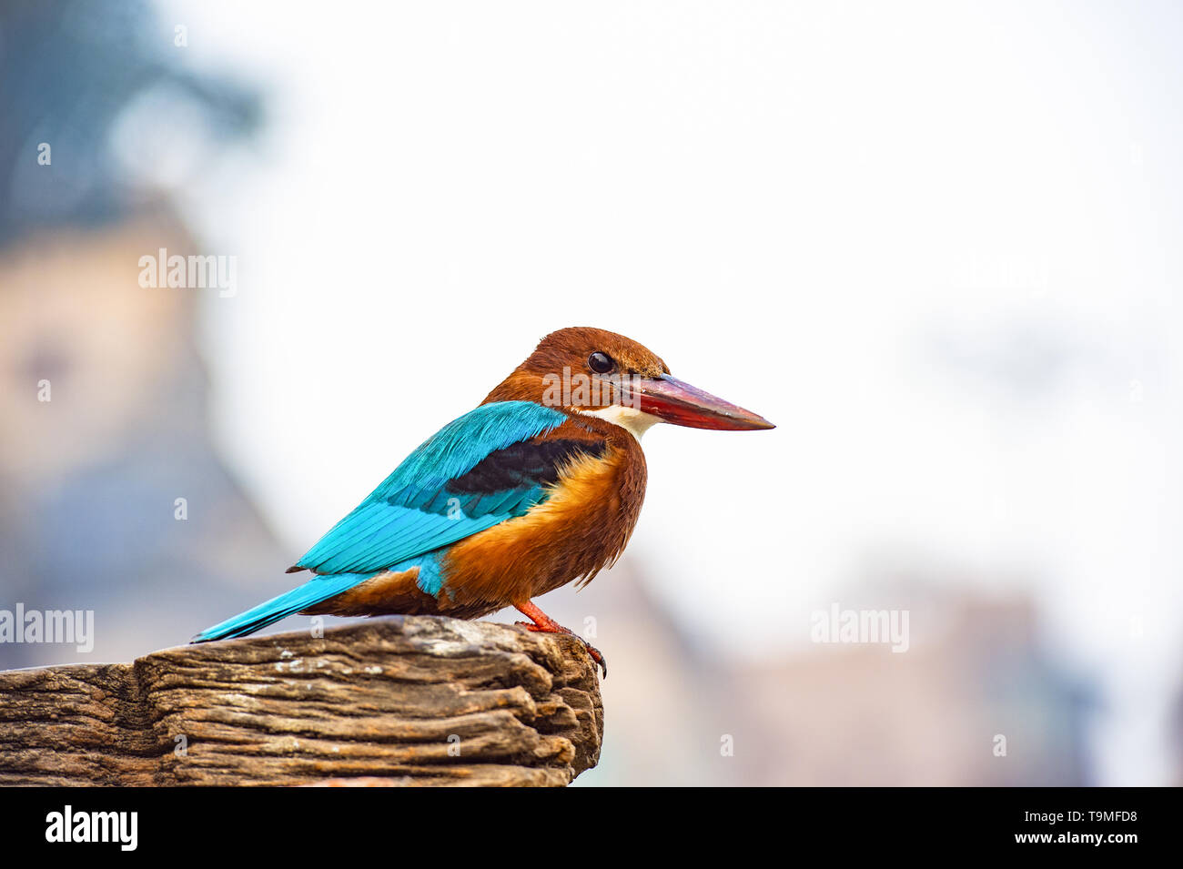 Blick auf einen wunderschönen tropischen Eisvogel Vogel mit bunten Gefieder, große Köpfe, lange, scharfe, spitze Rechnungen und kurze Beine. Stockfoto