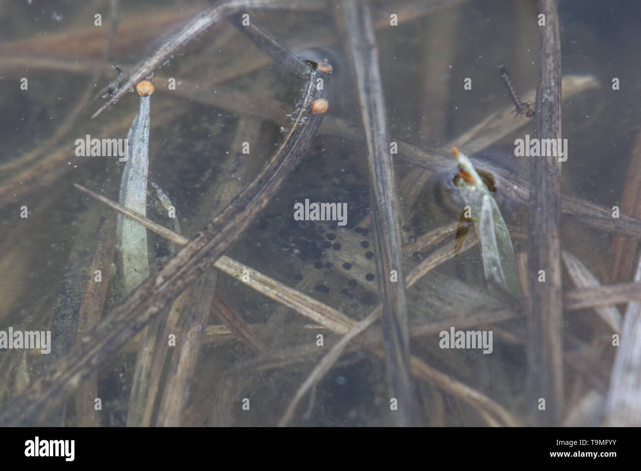 Ei Masse des Borealen Chorus Frosch (Pseudacris maculata) von Jefferson County, Colorado, USA. Stockfoto