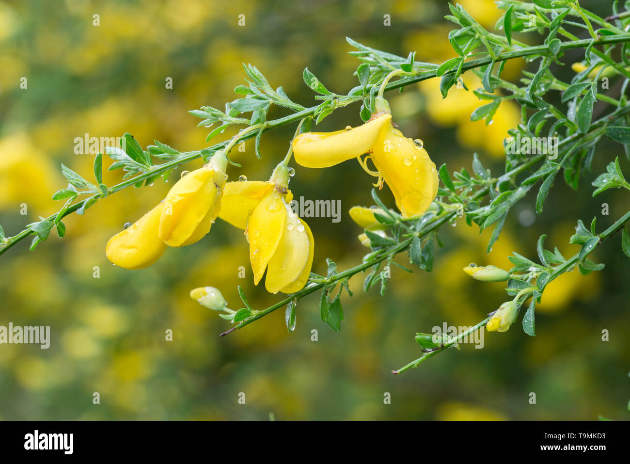 Cytisus, Besen, gelben Blüten auf Zweig Makro Stockfoto