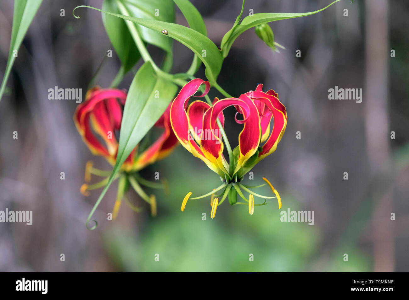 Flamme Lily (Gloriosa superba), Ngorongoro Krater, Tansania Stockfoto