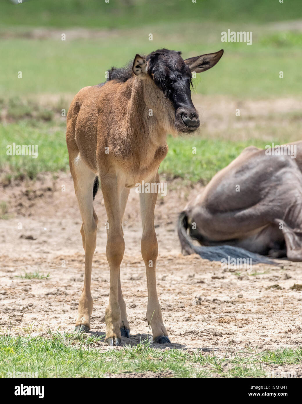 Neugeborene Gnus (Connochaetes taurinus albajubatus) an seiner Mutter, Ngorongoro Krater, Tansania Stockfoto