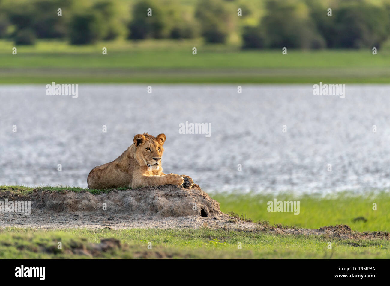 Ältere männliche Lion cub liegt an einem kleinen See, Ngorongoro Krater, Tansania Stockfoto